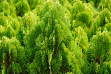 A dens cluster of Chinese Thuja plants in a plant nursery