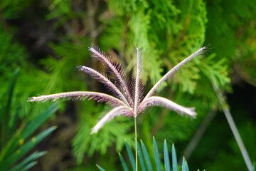 Grevillea Robusta Spider Flower Closeup