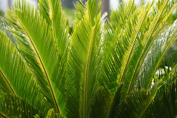 Vibrant Areca Palm Fronds Closeup
