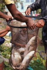 Fishermen Holding Catch Net with Big Fishes