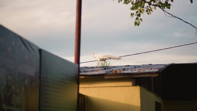seagull on rooftop at golden hour white gull walking across corrugated metal roof near utility wire and rusty pole tree branch overhead warm backlit sky calm late afternoon mood urban backyard