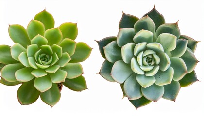 Two Green Succulent Plants Viewed From Directly Above Isolated On Transparent Background