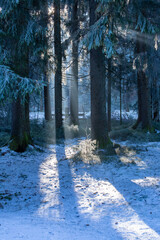 Sonnenstrahlen zwischen den B&auml;umen im Schwarzwald