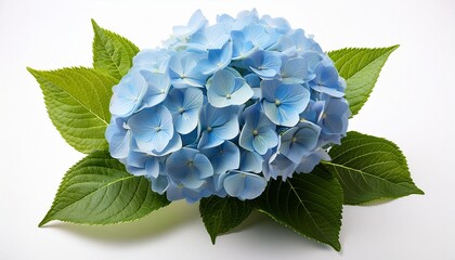 A Vibrant Cluster Of Light Blue Hydrangea Blossoms Surrounded By Lush Green Leaves Isolated On A White Background