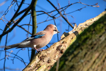 Fototapete bei efototapeten.de bestellen   