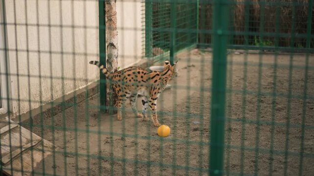 serval playing with yellow ball, energetic feline pounces and sniffs toy on gravel floor, interactive enrichment session captured through green wire mesh, playful mood with quick motions and alert