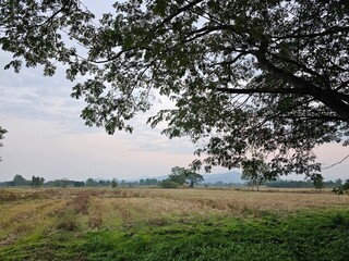 A serene landscape featuring a wide-open field bordered by trees, under a cloudy sky, with distant mountains visible on the horizon.
