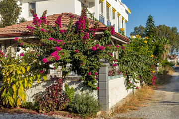 Vibrant pink bougainvillea flowers climbing on white fence of residential apartment complex. Traditional summer garden landscape in resort town. Side, Turkey, Mediterranean.