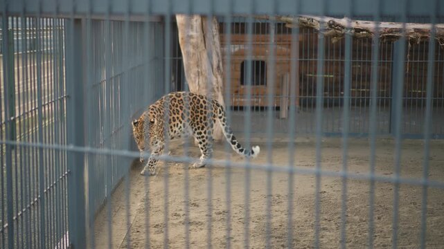 Leopard pacing inside metal enclosure, captive feline walking along barred zoo compound, sandy floor, wooden shelter, vertical steel bars creating separation, slow purposeful gait, detailed rosette
