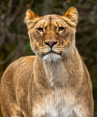 Obraz premium portrait of a lion