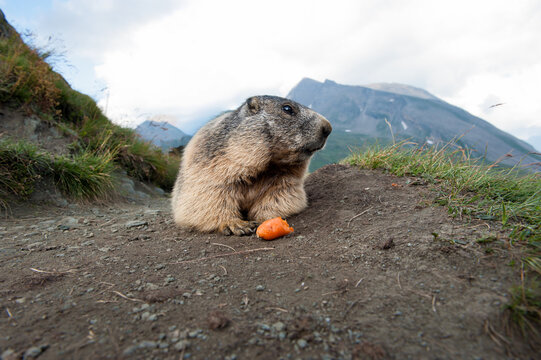 marmot in the mountains