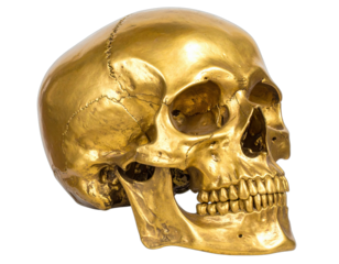 A detailed golden human skull, isolated on a transparent background, showcasing bone detail