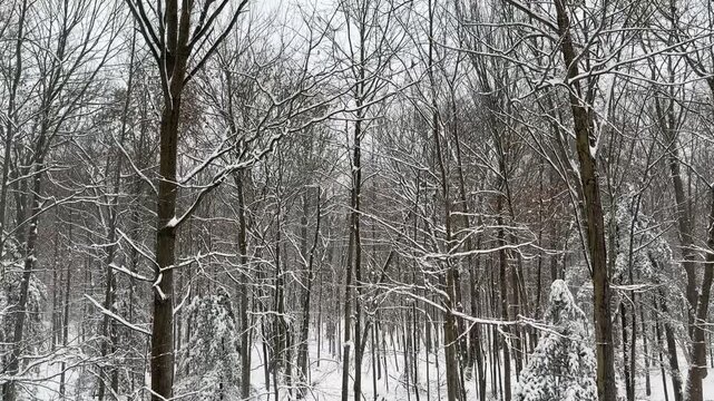 Winter forest scene, snowfall