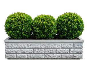 Three perfectly rounded, vibrant green bushes sit in a rectangular, textured stone planter