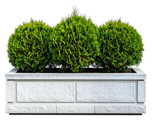 Three vibrant, spherical green shrubs nestled in a rectangular, textured stone planter