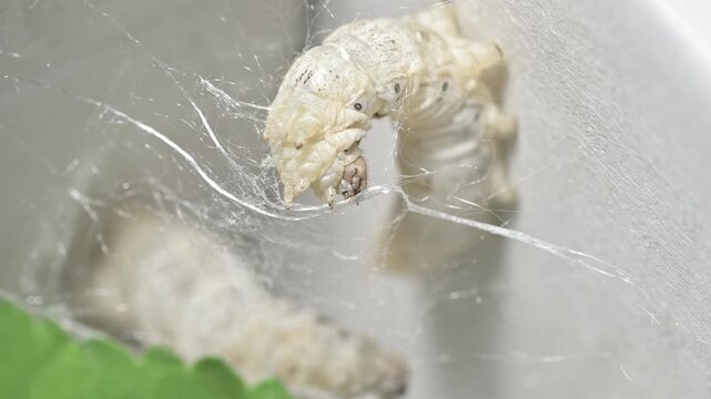 Macro Close-Up of Silkworm Producing Silk Thread Inside Cocoon