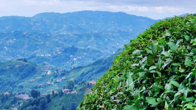 Tea plantations of Rize province with a mountain landscape. Close-up of fresh and bright tea. A tea plant grown on the Black Sea. Karadeniz region in Turkey. Farm for the production of fresh green tea