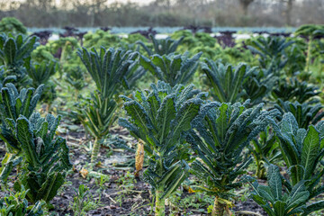 Lacinato Kale growing on a sunny winter's day, with a shallow depth of field