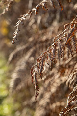 Bracken in winter time with a shallow depth of field
