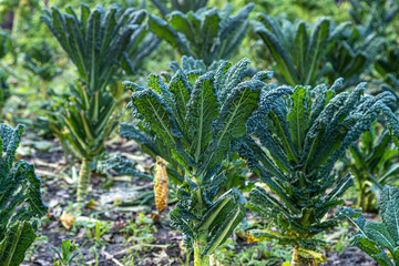 A close up of Cavolo Nero plants growing on farmland in rural Sussex in December