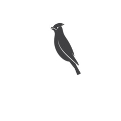 black crow on white background