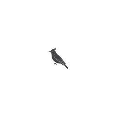 bird on a white background