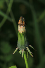 dandelion seeds are thrown in the wind	
