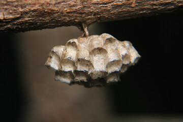european yellow wasp macro photo	