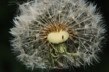 dandelion seeds are thrown in the wind	