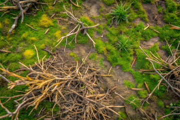 Vibrant green moss grows on forest floor with dry twigs