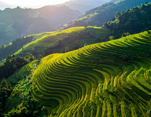 An aerial shot showing the complex, geometric patterns of terraced rice paddies cut into the rolling green hills, highlighting human effort.