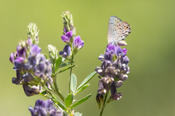 A Behr's Hairstreak butterfly feeding from the purple flowers of a Silver Lupine plant while perched on the tip of the flower stalk with a soft background of vibrant spring green color.