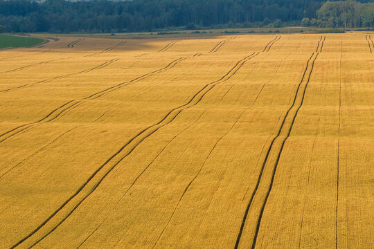 Aerial view shows expansive wheat fields with diagonal tractor tracks, ripened crop, and distant tree line. Warm low light enriches amber tones, suggesting late summer.