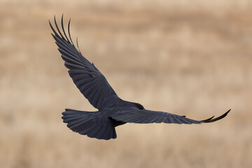 A raven takes flight with wings and tail wide, moving away from the camera with its eye showing over the edge of the upraised wing with a background of tan out of focus grasses.