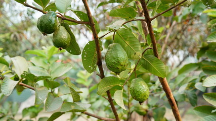 Guava tree