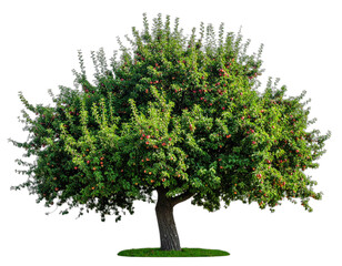 Digitally isolated, leafy tree with a rounded crown. Reddish fruits are visible amid green foliage