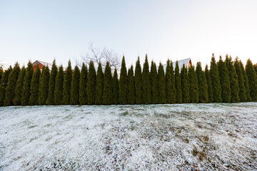A continuous row of tall conical evergreens forms a living fence, snow dusts the lawn, pitched roof houses peek above, early winter, golden hour, cool even light.