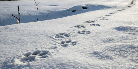 Obraz premium Winter Wildlife Footprints with Natural Snow Spacing