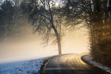 A street on a winter afternoon, between old trees, in the fog, illuminated by the winter evening sun