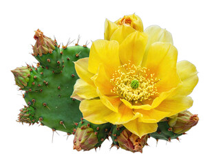 A vibrant yellow flower with intricate petals blooms beside a green cactus paddle