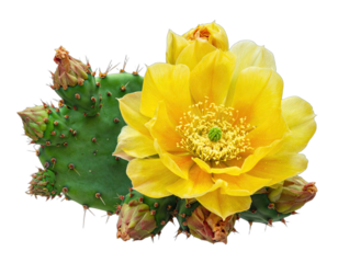 A vibrant yellow flower with intricate petals blooms beside a green cactus paddle
