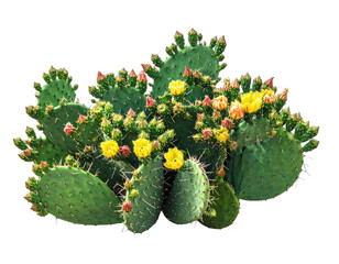 A vibrant prickly pear cactus display blossoming with yellow and pink flowers, isolated