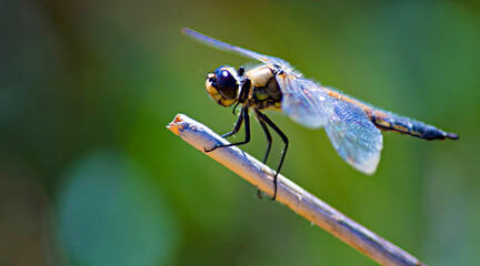 dragonfly on a stick