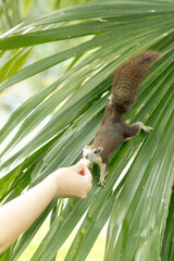 A moment between child reaching out to feed a curious  white brown squirrel on the palm tree approaching a human hand in a outdoor park in nature .