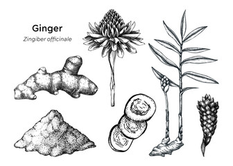 Hand drawn ginger plant and root vector illustrations. Medicinal plant sketches set. For natural medicine, herbal products, food packaging design. NOT AI generated