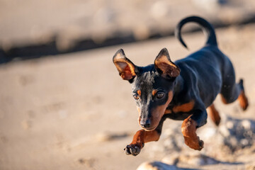 Pure Joy: Miniature Pinscher Puppy Discovering the Beach at Sunrise&mdash;Capturing the Pet-Friendly Coastal Lifestyle and Outdoor Adventure