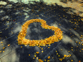 Beautiful bright yellow winter leaves in heart shape on dark floor background in sunlight in Tokyo, Japan