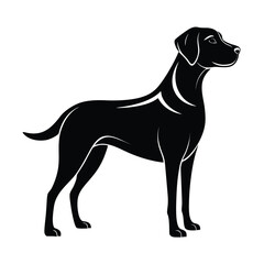 Fototapeta premium Dog standing on a white background