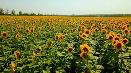 Fototapeta premium Vast sunflower field in full bloom on sunny day