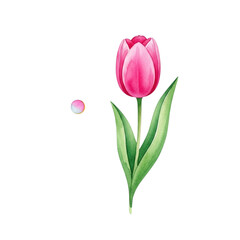 Fototapeta premium Watercolor Pink Tulip Isolated on White: Elegant Floral Illustration for Spring, Easter, Mother's Day Designs and Botanical Art Projects